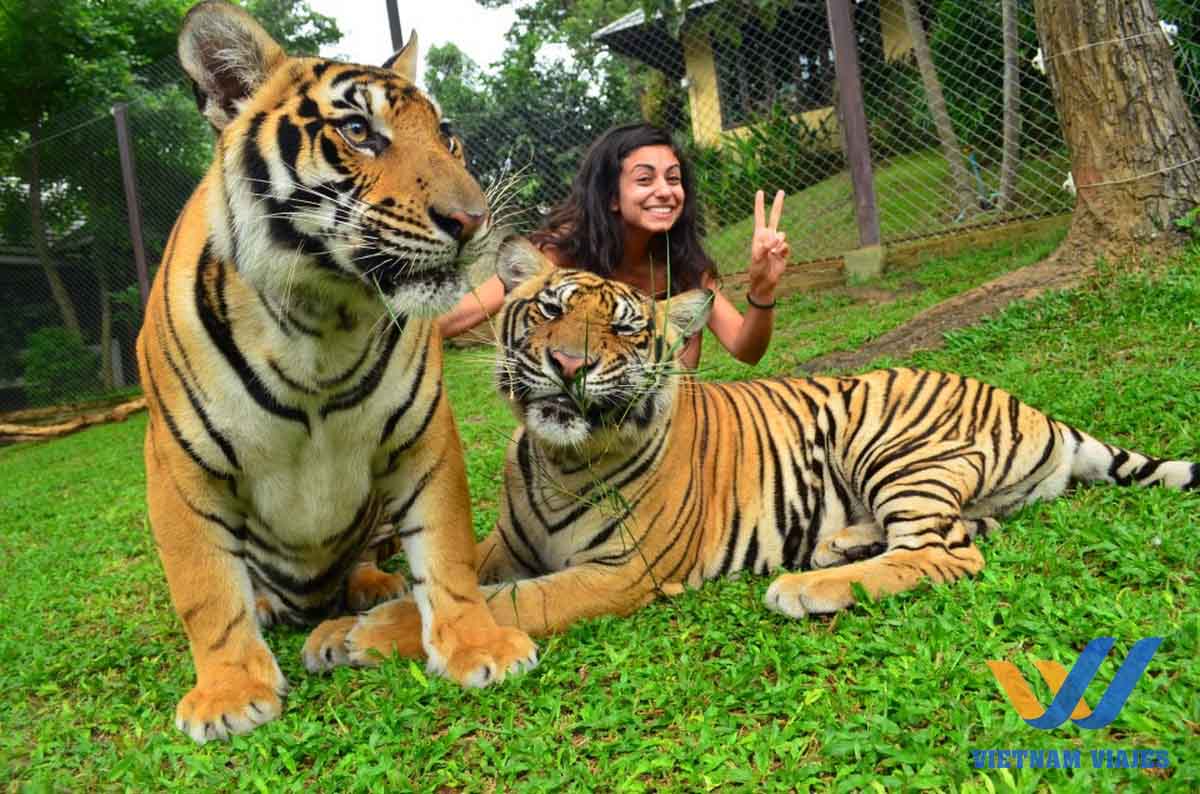 qué hacer en chiang mai tailandia