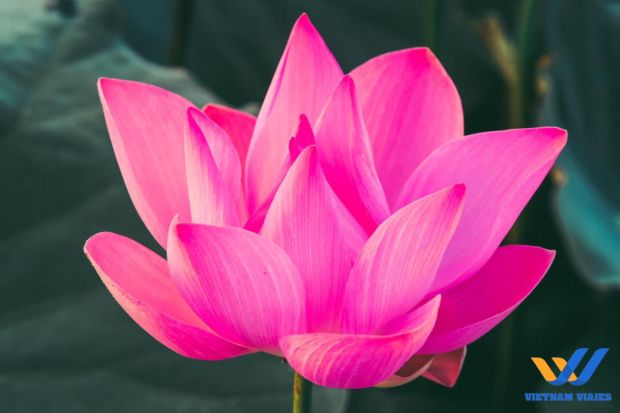 Flores de lotus